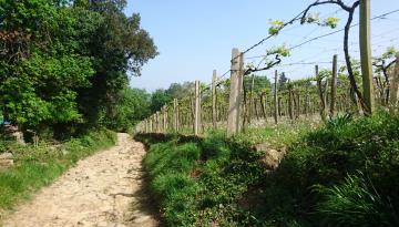 Camino del Norte - Der Küstenweg