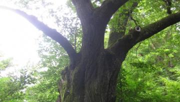 Der wandernde Mann ohne Kopf ...