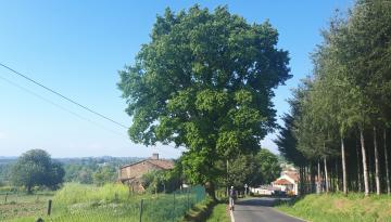 Camino del Norte - Der Küstenweg