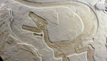 Sensationsfund Saurier- Fossilienfund in Kelheim