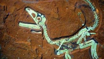 Sensationsfund Saurier- Fossilienfund in Kelheim