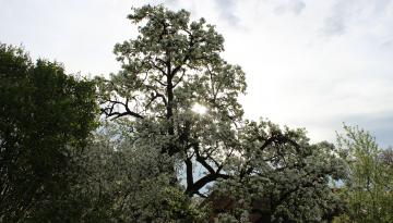 Von Bienen und warum Gspannberg „Gspannberg“ heißt …