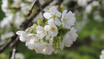 Von Bienen und warum Gspannberg „Gspannberg“ heißt …