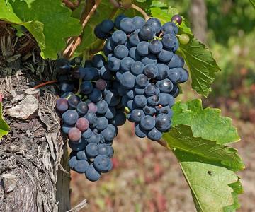 auf ein Gläschen Wein ...