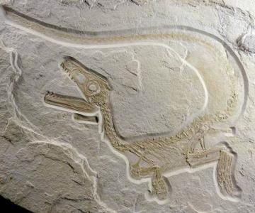 Sensationsfund Saurier- Fossilienfund in Kelheim