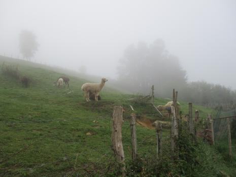 Camino del Norte - Der Küstenweg