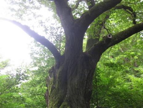 Der wandernde Mann ohne Kopf ...