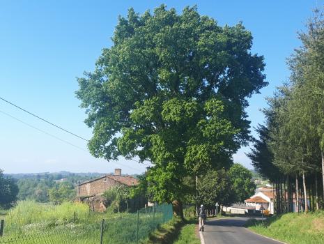 Camino del Norte - Der Küstenweg