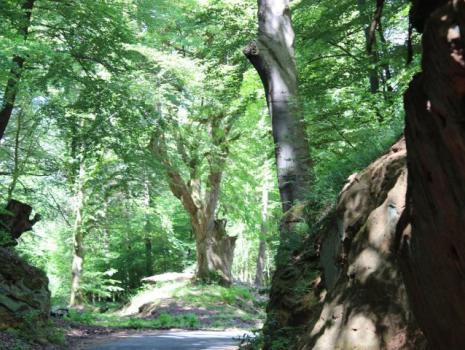 Patenstrecke am Fünf Flüsse Radweg