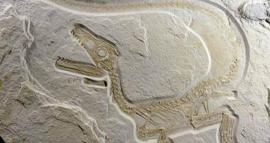 Sensationsfund Saurier- Fossilienfund in Kelheim